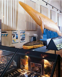 I musei del Piacentino