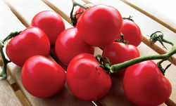 Tomato World in campo